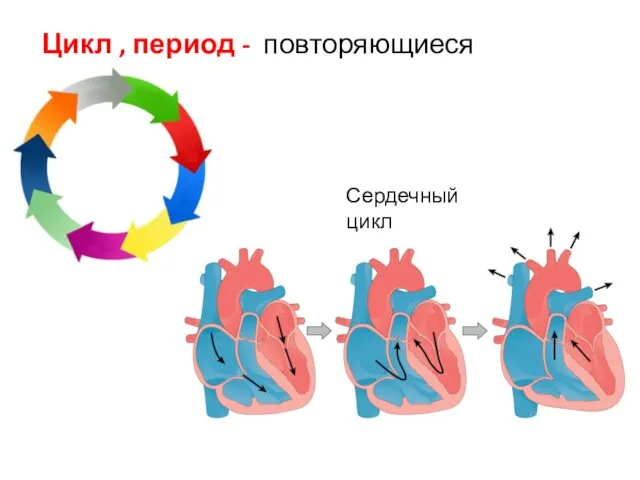 Цикл , период - повторяющиеся явления. Сердечный цикл