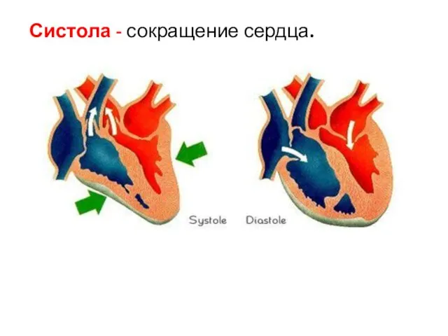 Систола - сокращение сердца.