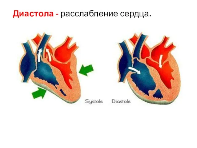 Диастола - расслабление сердца.