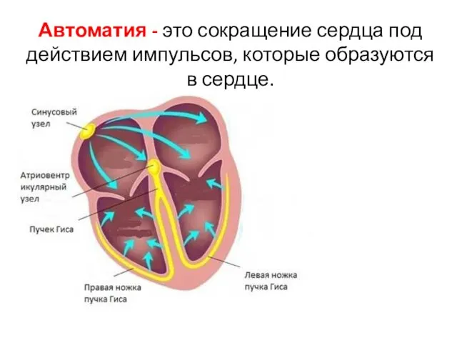 Автоматия - это сокращение сердца под действием импульсов, которые образуются в сердце.