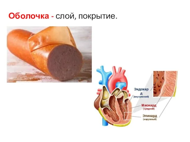 Оболочка - слой, покрытие.