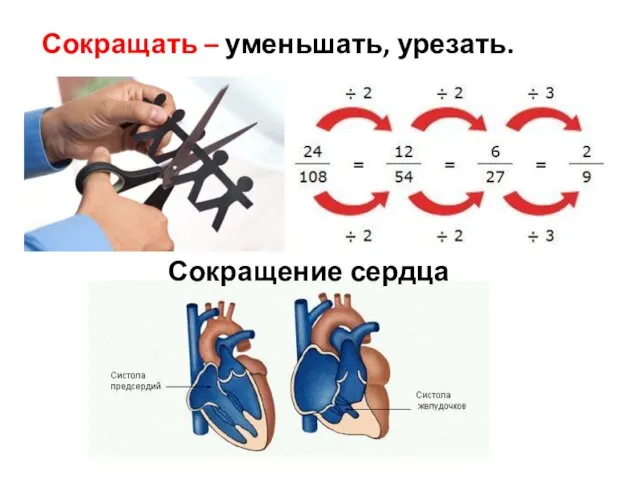 Сокращать – уменьшать, урезать. Сокращение сердца