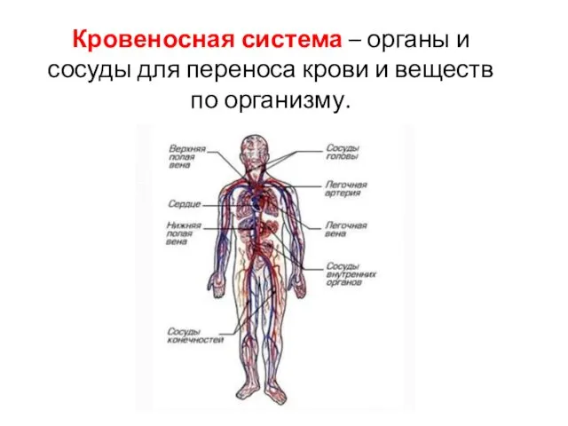 Кровеносная система – органы и сосуды для переноса крови и веществ по организму.