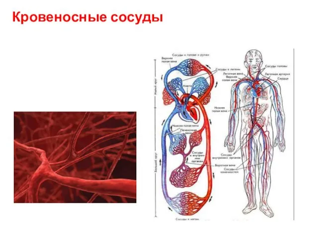 Кровеносные сосуды