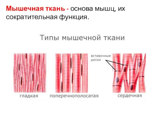 Мышечная ткань - основа мышц, их сократительная функция.