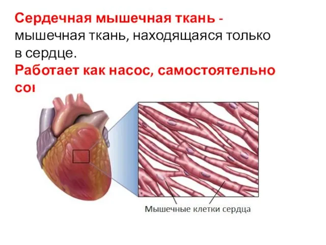 Сердечная мышечная ткань - мышечная ткань, находящаяся только в сердце. Работает как насос, самостоятельно сокращается.