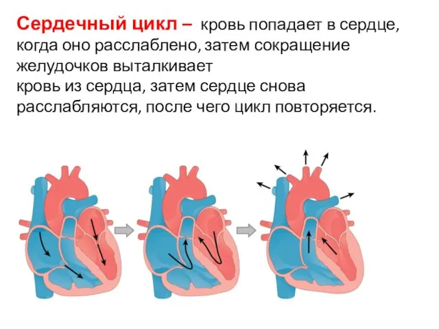 Сердечный цикл – кровь попадает в сердце, когда оно расслаблено, затем