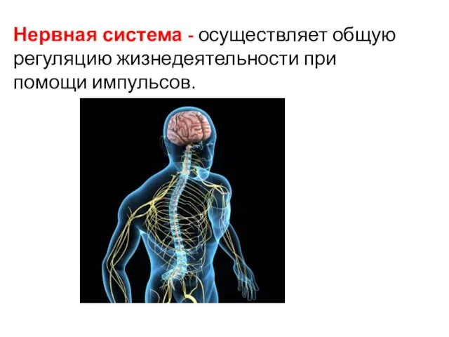 Нервная система - осуществляет общую регуляцию жизнедеятельности при помощи импульсов.