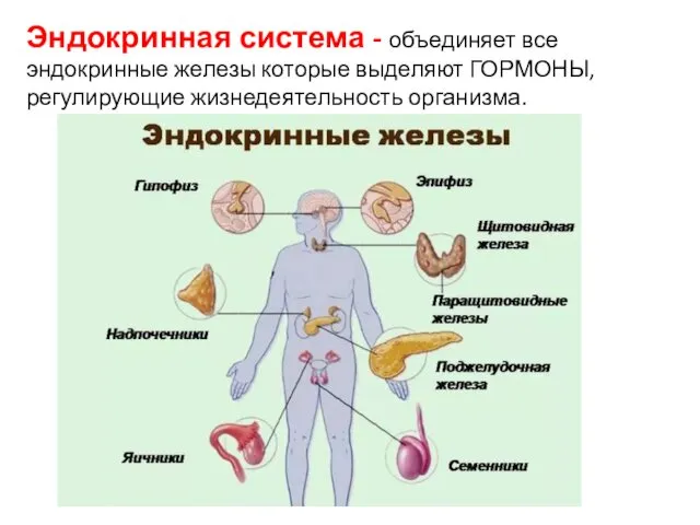 Эндокринная система - объединяет все эндокринные железы которые выделяют ГОРМОНЫ, регулирующие жизнедеятельность организма.