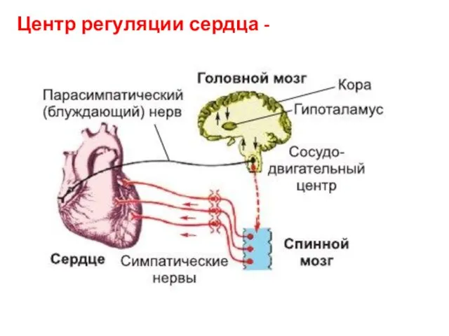 Центр регуляции сердца -