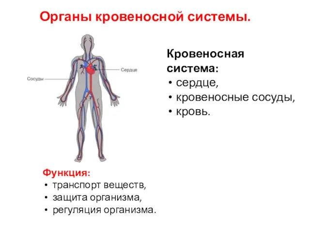 Органы кровеносной системы. Кровеносная система: сердце, кровеносные сосуды, кровь. Функция: транспорт веществ, защита организма, регуляция организма.