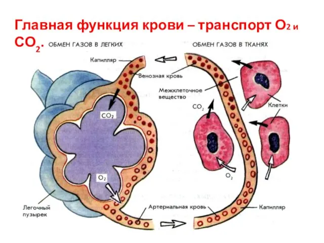 Главная функция крови – транспорт О2 и СО2.