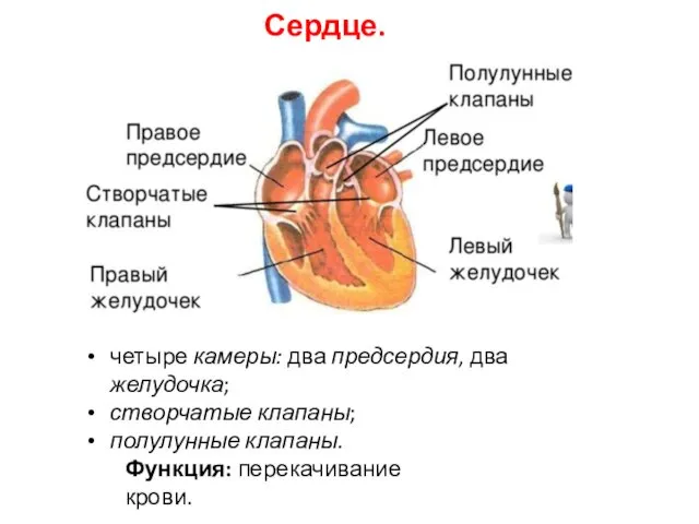 Сердце. Функция: перекачивание крови. четыре камеры: два предсердия, два желудочка; створчатые клапаны; полулунные клапаны.