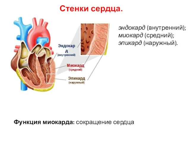 Стенки сердца. Функция миокарда: сокращение сердца эндокард (внутренний); миокард (средний); эпикард (наружный).