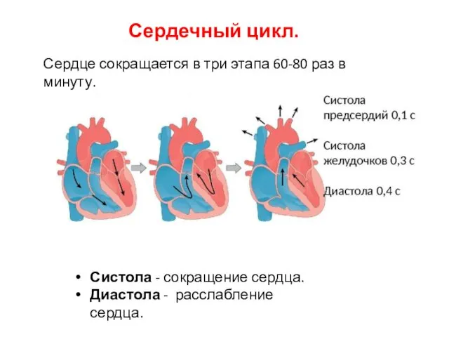 Сердечный цикл. Сердце сокращается в три этапа 60-80 раз в минуту.