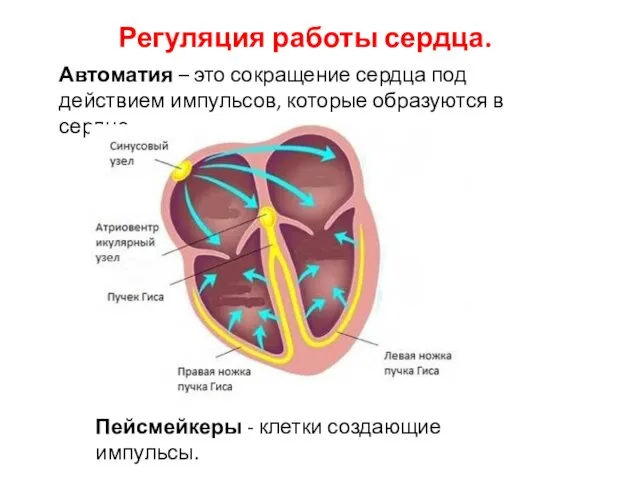 Регуляция работы сердца. Автоматия – это сокращение сердца под действием импульсов,