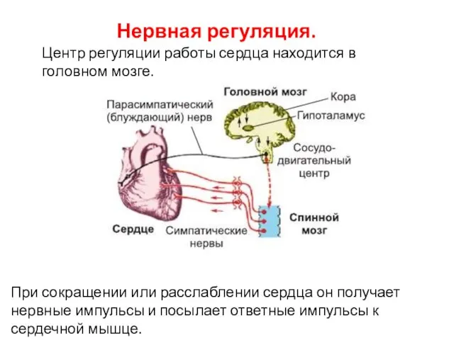 Нервная регуляция. Центр регуляции работы сердца находится в головном мозге. При