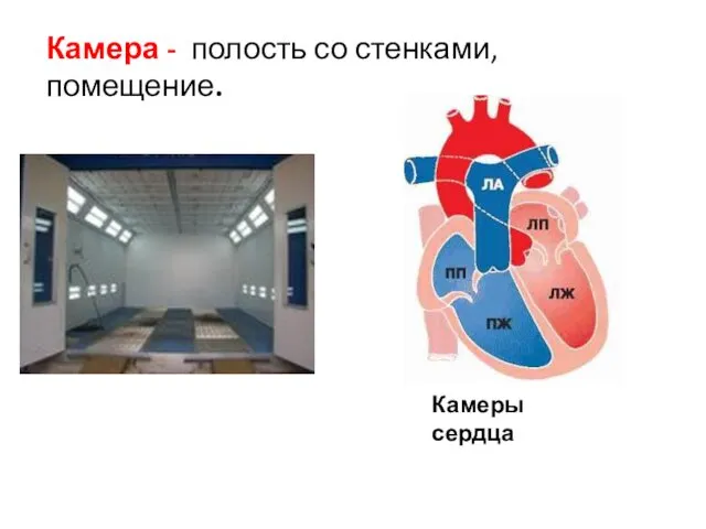 Камера - полость со стенками, помещение. Камеры сердца