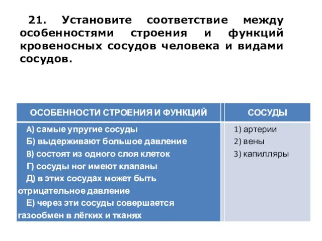 21. Установите соответствие между особенностями строения и функций кровеносных сосудов человека и видами сосудов.