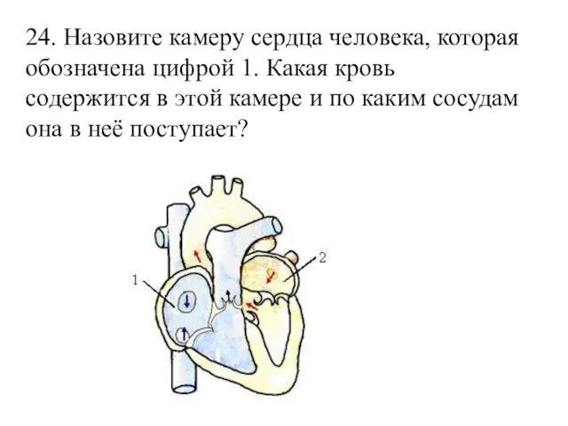 24. Назовите камеру сердца человека, которая обозначена цифрой 1. Какая кровь