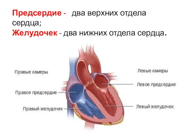 Предсердие - два верхних отдела сердца; Желудочек - два нижних отдела сердца.