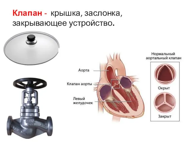 Клапан - крышка, заслонка, закрывающее устройство. Клапаны сердца