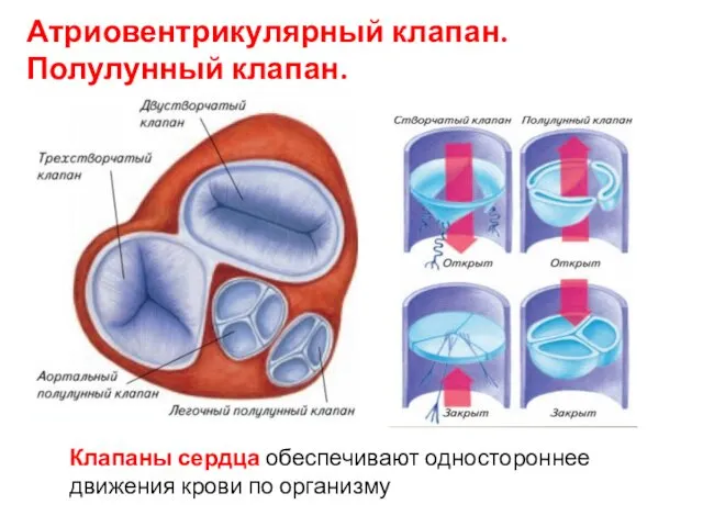 Атриовентрикулярный клапан. Полулунный клапан. Клапаны сердца обеспечивают одностороннее движения крови по организму