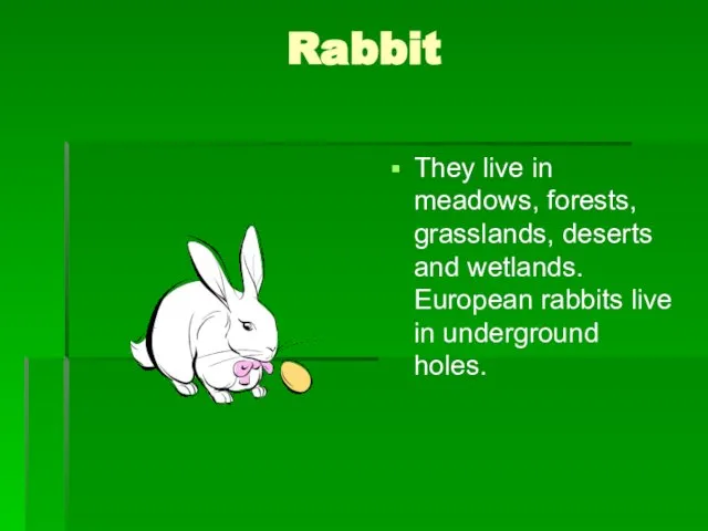 Rabbit They live in meadows, forests, grasslands, deserts and wetlands. European rabbits live in underground holes.