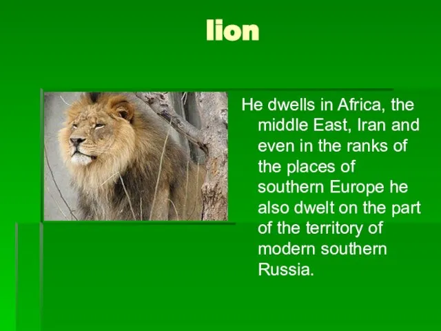lion He dwells in Africa, the middle East, Iran and even