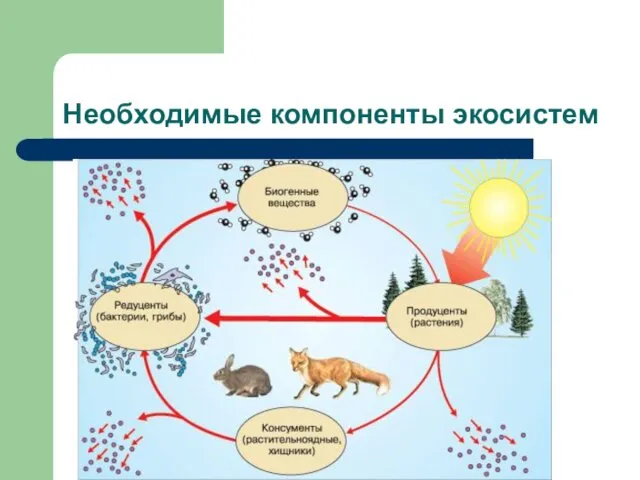 Необходимые компоненты экосистем