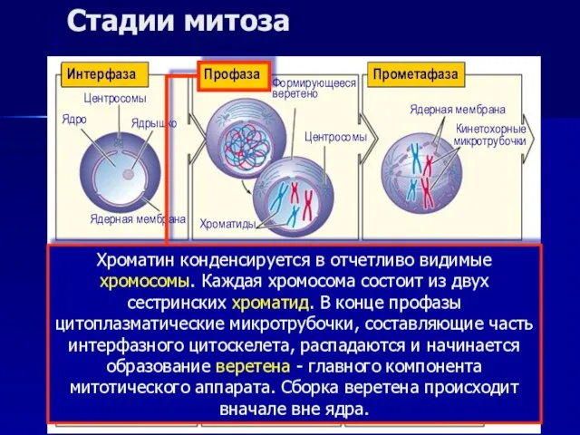 Стадии митоза Интерфаза Прометафаза Метафаза Анафаза Телофаза Центросомы Ядро Ядерная мембрана