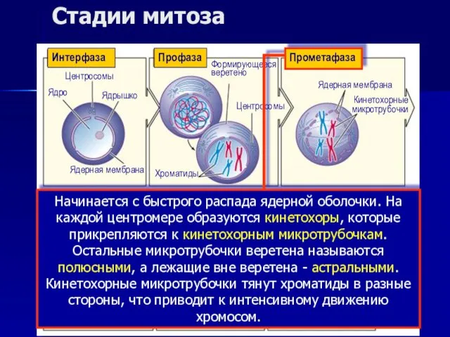 Стадии митоза Интерфаза Метафаза Анафаза Телофаза Центросомы Ядро Ядерная мембрана Ядрышко