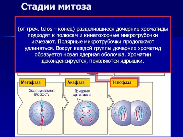 Интерфаза Профаза Прометафаза Метафаза Анафаза Телофаза Центросомы Ядро Ядерная мембрана Ядрышко