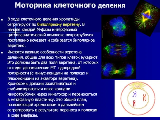 Моторика клеточного деления В ходе клеточного деления хроматиды сегрегируют по биполярному