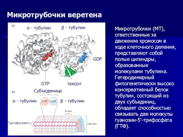 Микротрубочки веретена Микротрубочки (МТ), ответственные за движение хромосом в ходе клеточного