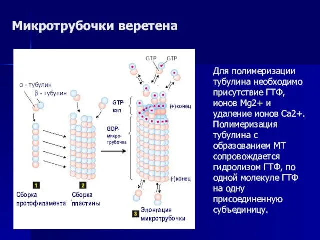 Микротрубочки веретена Сборка протофиламента Сборка пластины Элонгация микротрубочки (+)конец (-)конец GDP-