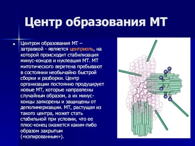 Центр образования МТ Центром образования МТ – затравкой - является центриоль,