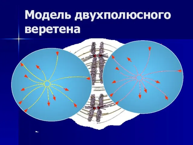 Модель двухполюсного веретена