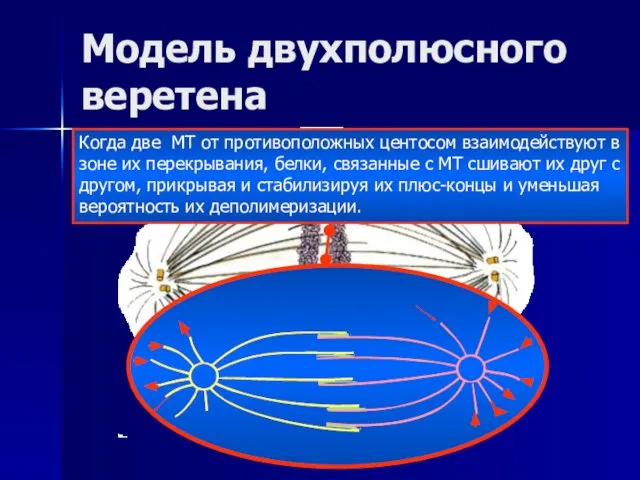 Модель двухполюсного веретена