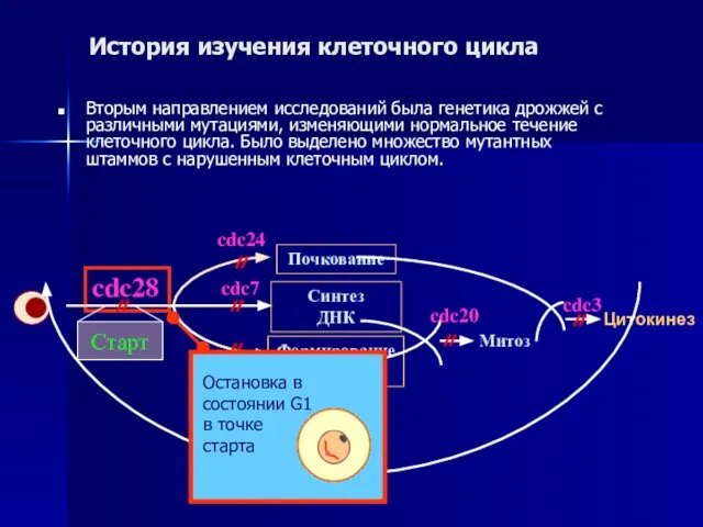 История изучения клеточного цикла Вторым направлением исследований была генетика дрожжей с