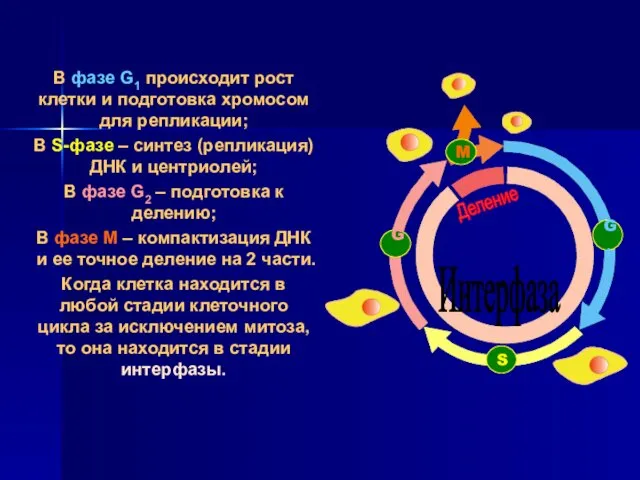 В фазе G1 происходит рост клетки и подготовка хромосом для репликации;