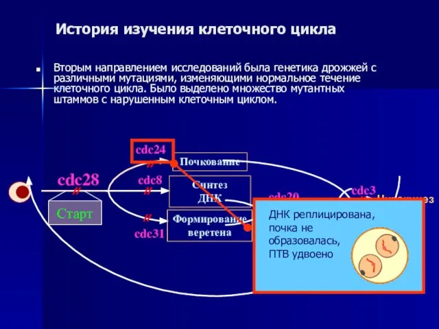 История изучения клеточного цикла Вторым направлением исследований была генетика дрожжей с