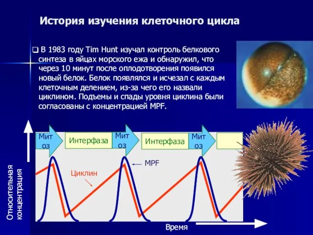 История изучения клеточного цикла В 1983 году Tim Hunt изучал контроль