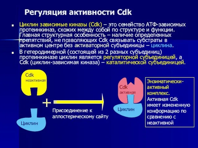 Регуляция активности Cdk Циклин зависимые киназы (Cdk) – это семейство АТФ-зависимых