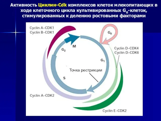 Активность Циклин-Cdk комплексов клеток млекопитающих в ходе клеточного цикла культивированных G0-клеток, стимулированных к делению ростовыми факторами
