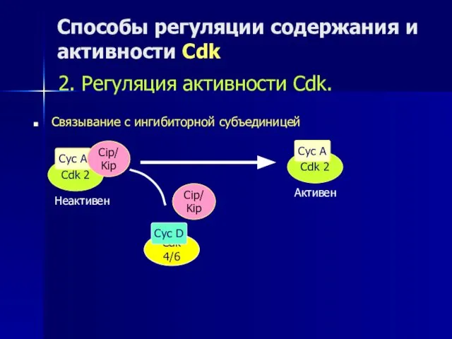 Способы регуляции содержания и активности Cdk Связывание с ингибиторной субъединицей 2.