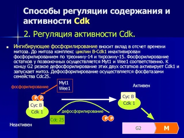 Способы регуляции содержания и активности Cdk Ингибирующее фосфорилирование вносит вклад в