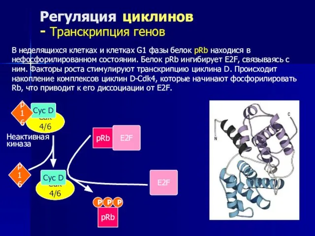 Регуляция циклинов - Транскрипция генов В неделящихся клетках и клетках G1