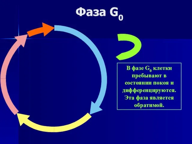 Фаза G0 В фазе G0 клетки пребывают в состоянии покоя и дифференцируются. Эта фаза является обратимой.