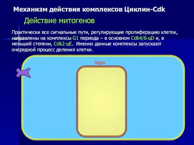 Механизм действия комплексов Циклин-Cdk Действие митогенов Практически все сигнальные пути, регулирующие